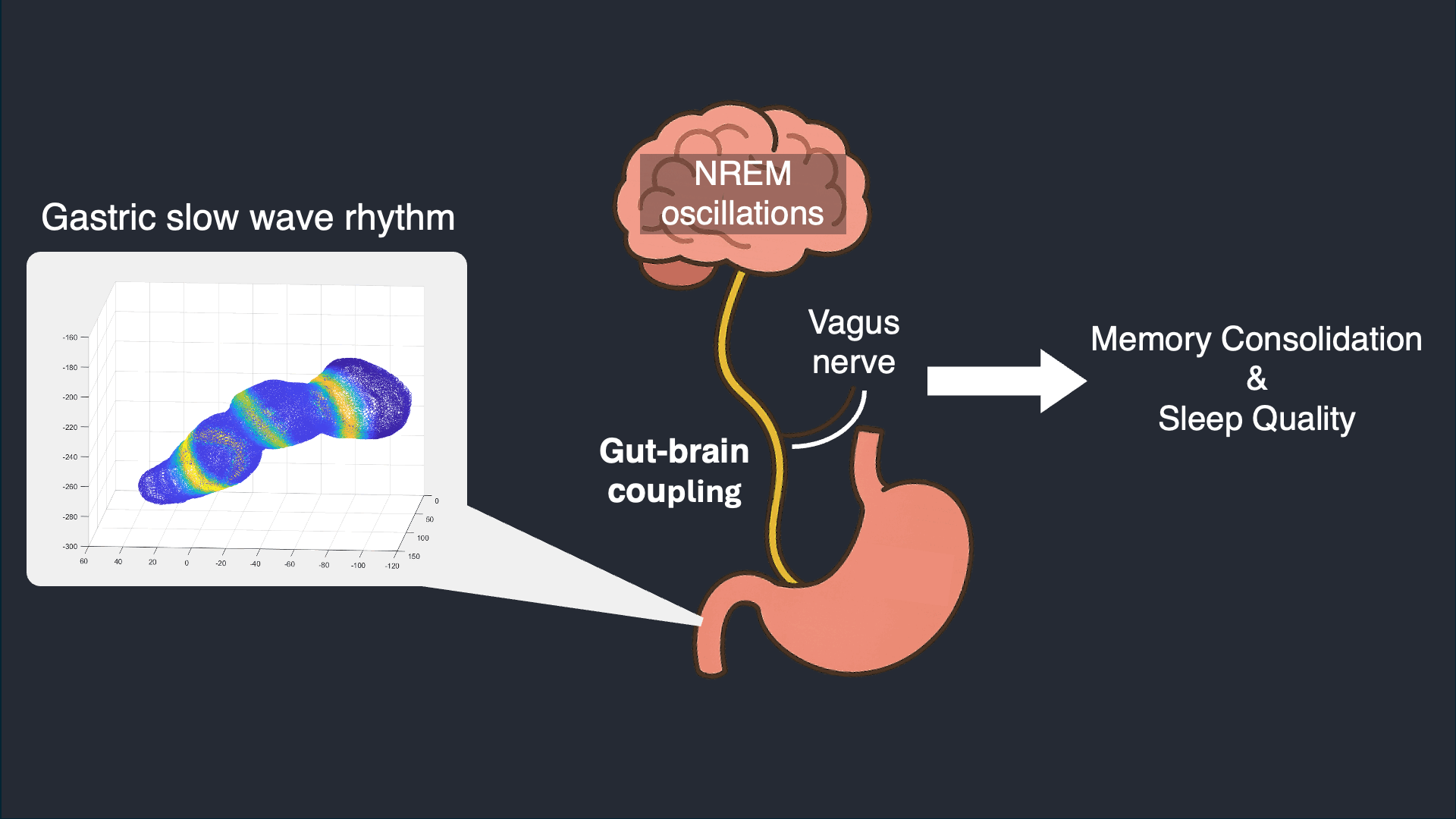 Stomach–brain coupling during sleep graphic